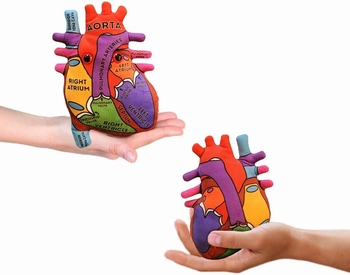 Heart Model