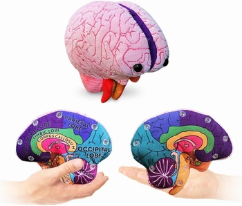 Brain Model